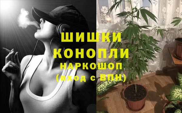 крисы Ростов